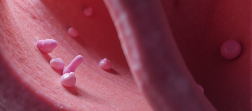 Infection of bacteria or viruses within a womans uterus during pregnancy