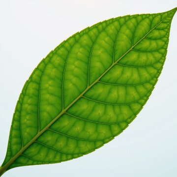 A photorealistic image showcases natures synthesis of sunlight through the intricate structure of a green leaf