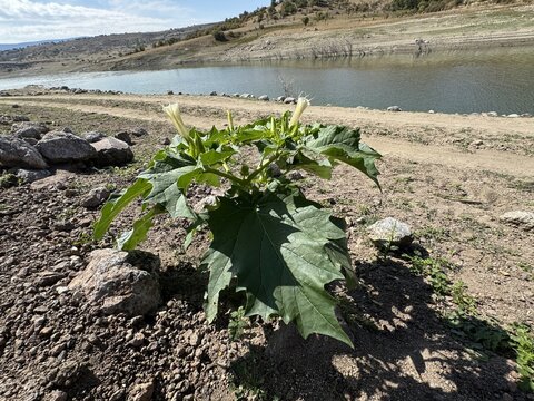 Datura stramonium. Hallucinogen plant also called Jimsonweed. Datura innoxia, Angel Trumpet, Devil's Trumpet, moonflower, Indian or thorn apple, Nacazcul, Toloatzin, Toloache, Sacred datura. Close-up.