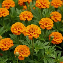 Vibrant orange marigolds on lush greenery floral decoration and botanical design isolated
