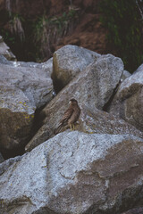 Falcon sitting on the rock