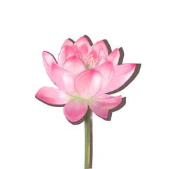 Blossom pink Lotus