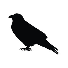 silhouette of a crow