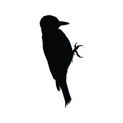 silhouette of a bird