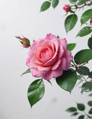Green leaves and bright pink rose on a white background with soft focus, green leaves, clean, elegant