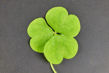 A solitary three-leaf clover to represent luck, during St. Patrick's Day in Ireland