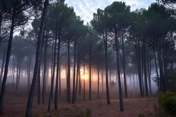 Naklejka premium Misty sunrise in pine forest with sunlight filtering through trees