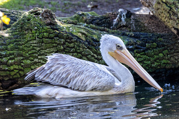 Dalmatian Pelican (Pelecanus crispus) - Common in wetlands and lakes, spotted in Madrid, Spain.
