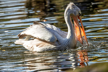 Dalmatian Pelican (Pelecanus crispus) - Common in wetlands and lakes, spotted in Madrid, Spain.