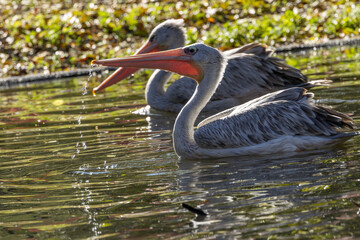 Dalmatian Pelican (Pelecanus crispus) - Common in wetlands and lakes, spotted in Madrid, Spain.