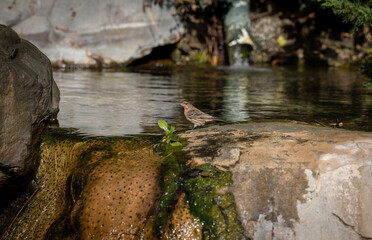 Japanese Zen Garden - Bird Bath