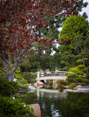 Japanese Zen Garden - Peaceful Bridge