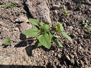 A fresh Xanthium strumarium plant grows among a rock. Rough cocklebur, Noogoora burr, clotbur, common cocklebur, large cocklebur, woolgarie bur, a common weed infesting agricultural fields. Close-up.
