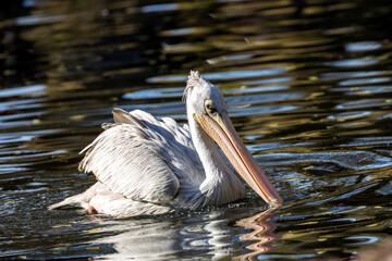 Dalmatian Pelican (Pelecanus crispus) - Common in wetlands and lakes, spotted in Madrid, Spain.