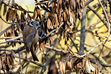 Crested Tit (Lophophanes cristatus) - Common in European coniferous forests, Madrid, Spain