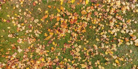 panoramic top view of grass texture with yellow and red autumn maple leaves