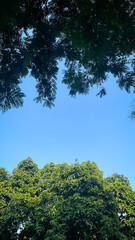 Obraz premium trees in the forest and blue sky nature wallpaper concept