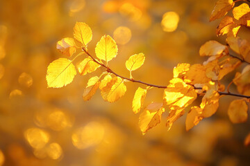 Obraz premium Golden autumn leaves in soft focus bokeh light
