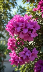 Vibrant purple flowers of Bougainvillea canariensis blooming in a tropical garden , flowers, foliage, bougainvillea