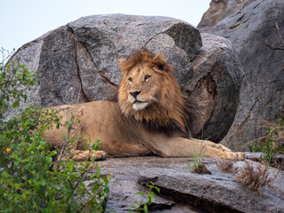 Magnificent lion (Panthera leo) in a rocky landscape.