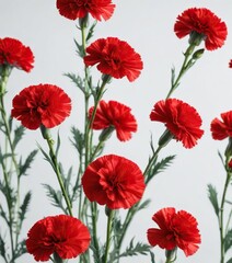 Obraz premium Vibrant red carnations isolated on a crisp white background create a striking visual effect, reminiscent of a pop of color in a minimalist space, white background, bold accent