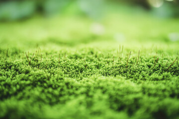 Lush green moss with delicate stalks in a natural setting