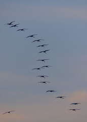 Flock of birds, Common Crane, migration in Hortobagy National Park, UNESCO World Heritage Site, Puszta is one of largest meadow and steppe ecosystems in Europe, Hungary