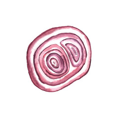 Red onion circle slice cutaway. Watercolor illustration isolated on white. Vector