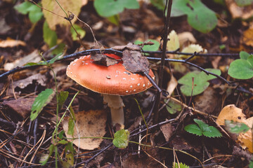 A group of red and white mushrooms are growing in the grass