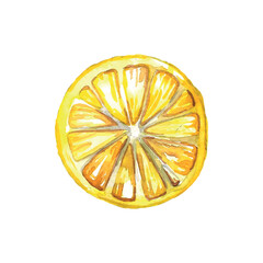 lemon slicesisolated on white/ Vector watercolor illustration