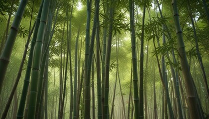 Obraz premium Individual Bamboo Branches in Forest Environment , branches, green, nature