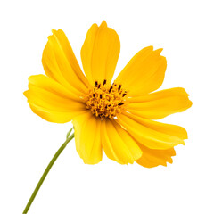 Obraz premium Vibrant Yellow Cosmos Flower Blooming Spring Garden Botany Nature