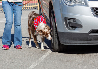Brown merle border collie checking a tire for scent