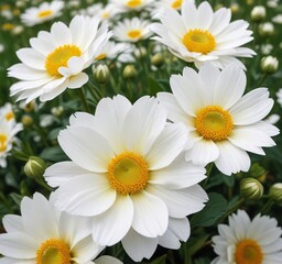 Fototapeta premium Large white flowers with yellow centers blooming in a field, flowering plants, white blossoms