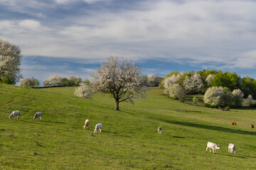 Cows on pasture in spring landscape, Slovakia