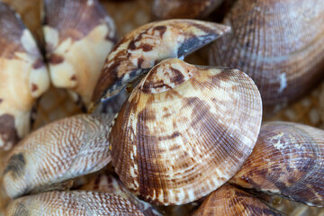 Oyster shells  oyster dinner  macro, background.