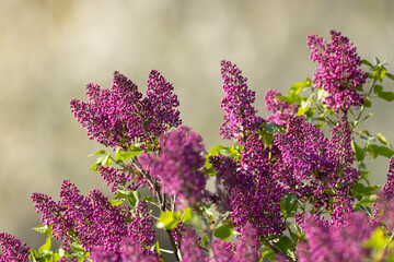 lilac in Slovakia in Polana National Park © Richard Semik