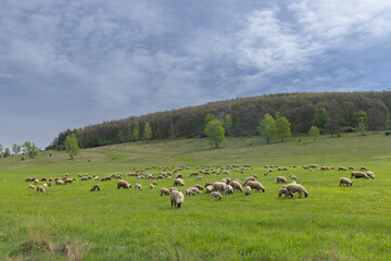 Sheep herd in Stiavnicke vrchy on Krupinska planina, Slovakia