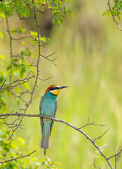 European bee-eater, Merops apiaster, Palava, Southern Moravia, Czech Republic