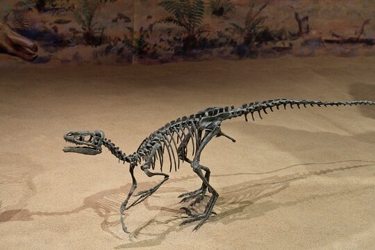 Drumheller Canada - 30 December 2023 - Dinosaur fossils in the Royal Tyrrell Museum of Paleontology in Drumheller, Alberta Canada
