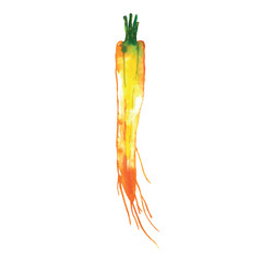 carrots isolated on white. Vector watercolor illustration