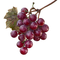 Fototapeta premium Bunch of red grapes on a branch, isolated, transparent background 