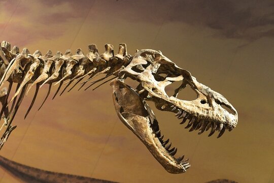 Drumheller Canada - 30 December 2023 - Dinosaur fossils in the Royal Tyrrell Museum of Paleontology in Drumheller, Alberta Canada