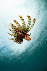 A lionfish, Pterois volitans, swims just under the sea's surface near Bangka Island, Indonesia. Lionfish, native in the Indo-Pacific region, are major predators of small fish and invertebrates.