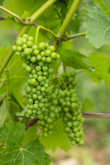 Detail grapes of the vine in the time before locking