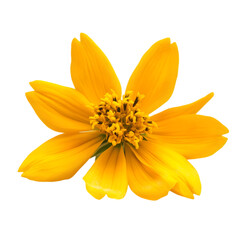Obraz premium Vibrant Yellow Cosmos Flower Close up Bloom Botany Floral Nature Petal Blossom Gar