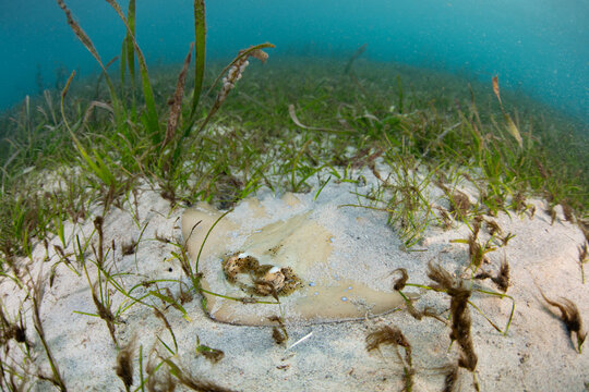 A Blue-spotted stingray, Neotrygon kuhlii, camouflages itself in a seagrass meadow on Bangka Island, North Sulawesi. As bottom feeders, these rays are drawn to sandy environments where they find prey.