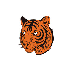 tiger on white background