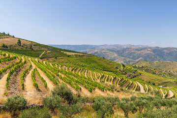 Typical vineyard near Ervedosa do Douro, Alto Douro, Portugal