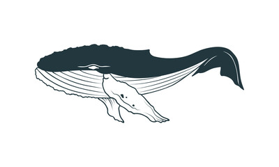 black and white horse